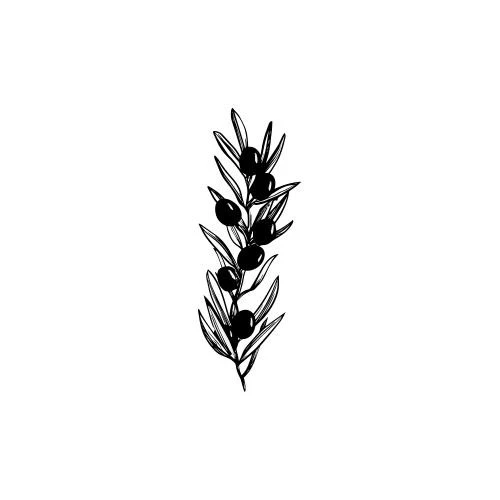 Olive - Image 3