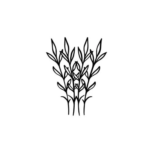 Palmis - Image 2