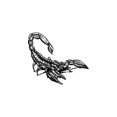 Scorp - Image 2